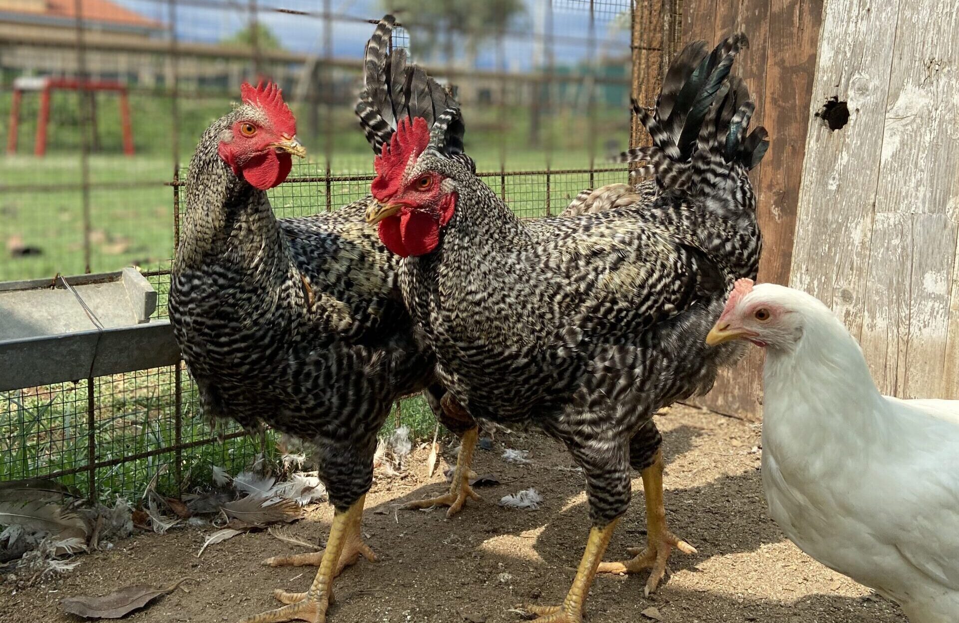 galline, natura, maneggio,m cavalli