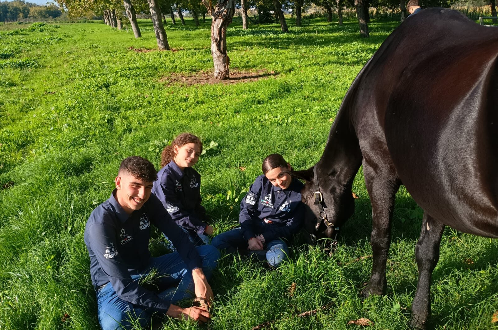cavalli, allievi, equitazione, cavallo al pascolo, animali, natura